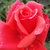 Vörös - Teahibrid rózsa - Allégresse